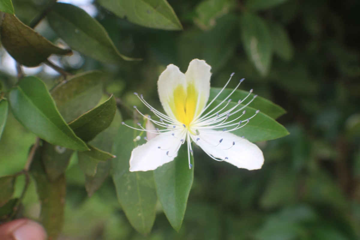 Capparis brevispina DC.